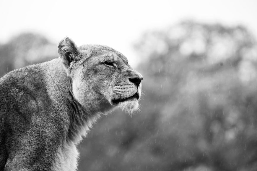 a black and white image of a lioness